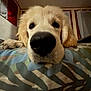 Happy a rejoint le concours — aidez-le/la à gagner de superbes lots ! dog, puppy, golden_retriever, close_up, nose, bed, blanket, indoor, pet, canine, resting, animal, fur, cute, portrait, looking_at_camera, domestic_animal, muzzle, ears, whiskers
