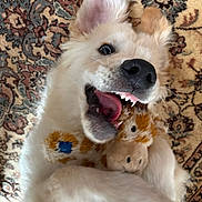 Happy participe au concours pour gagner de l'argent avec cette photo : dog, white_dog, playful, toy, stuffed_animal, giraffe_toy, carpet, patterned_rug, pet, happy, mouth_open, fur, ear, indoor, cute, animal, pet_toy, close_up, fangs, cheerful