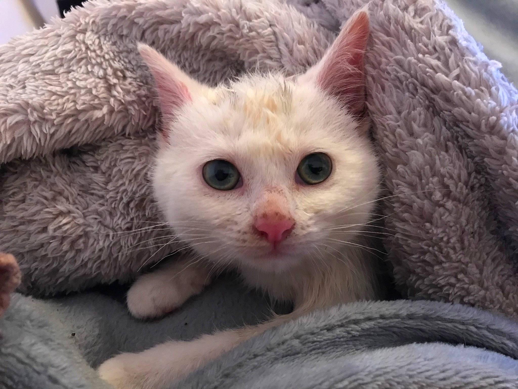 Nahla participe au concours pour gagner de l'argent avec cette photo : aegean_cat, arabian_mau, asian, burmilla, carnivore, cat, domestic_short_haired_cat, ear, european_shorthair, eye, felidae, german_rex, kitten, mammal, nose, ojos_azules, small_to_medium_sized_cats, turkish_van, vertebrate, whiskers