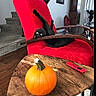 black_cat, cat, red_chair, pumpkin, wooden_table, remote_control, living_room, stairs, carpet, flooring, furniture, orange, yellow_eyes, playful, indoor, home_decor, relaxing, pets, cozy, stretching