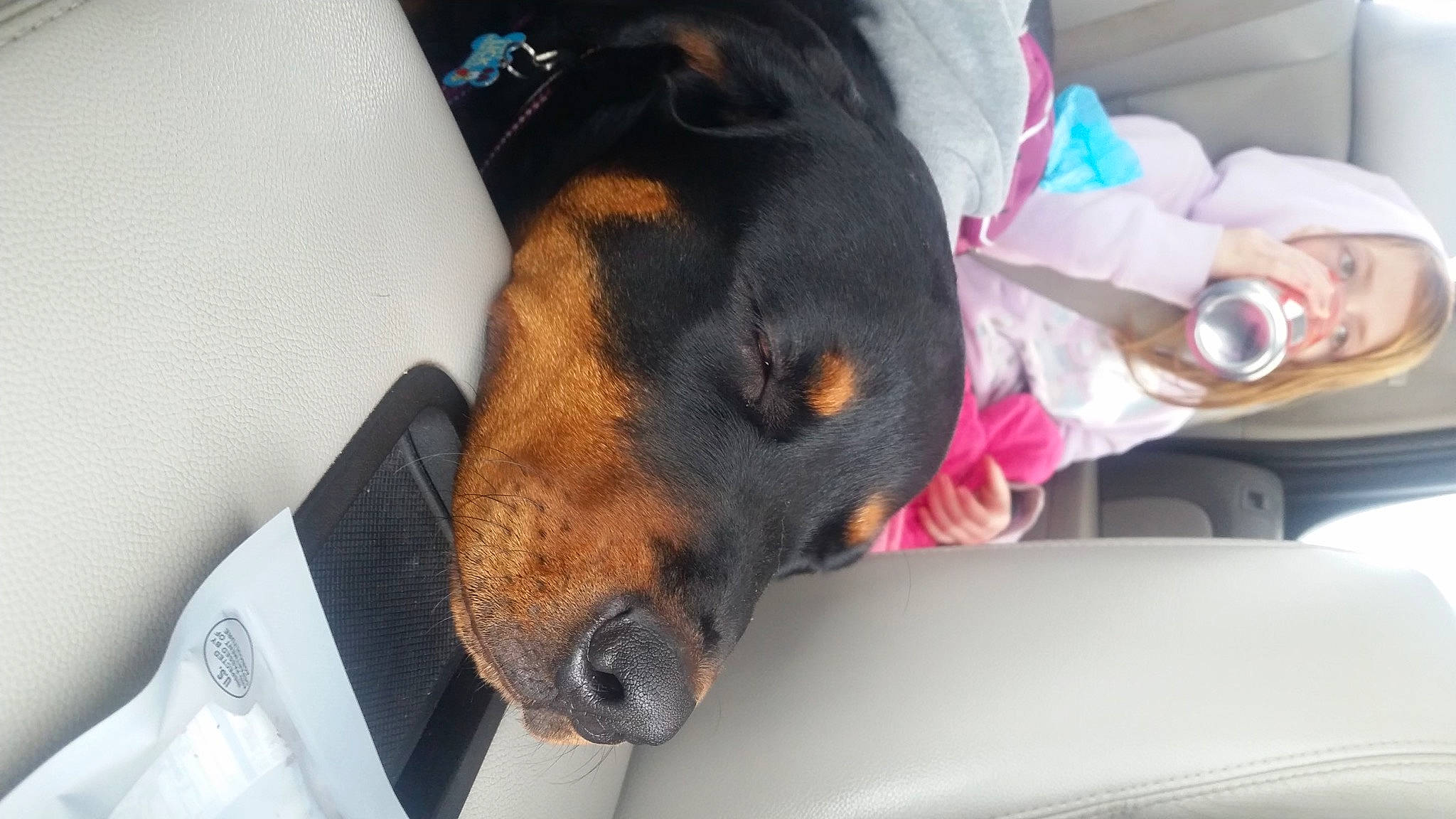 Remi is registered to the contest to win money with this photo: canidae, carnivore, comfort, companion_dog, dog, dog_breed, dog_supply, ear, sleep, sporting_group, terrestrial_animal, working_animal, working_dog