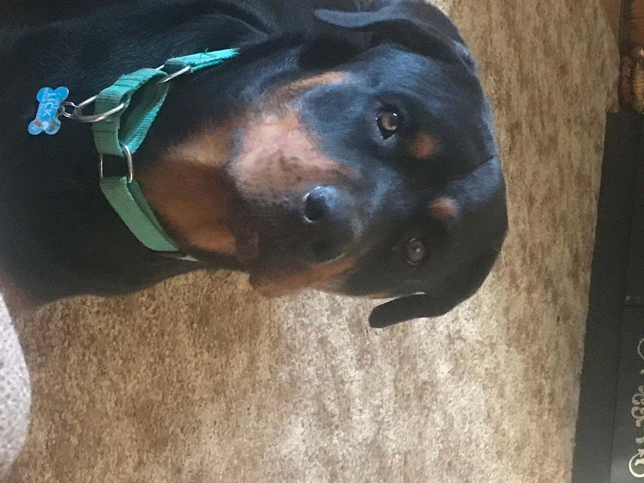 Remi joined the competition — help win amazing prizes! canidae, carnivore, collar, companion_dog, dog, dog_breed, dog_collar, dog_supply, ear, electric_blue, fur, liver, personal_protective_equipment, pet_supply, snout, sporting_group, terrestrial_animal, whiskers, working_animal, working_dog