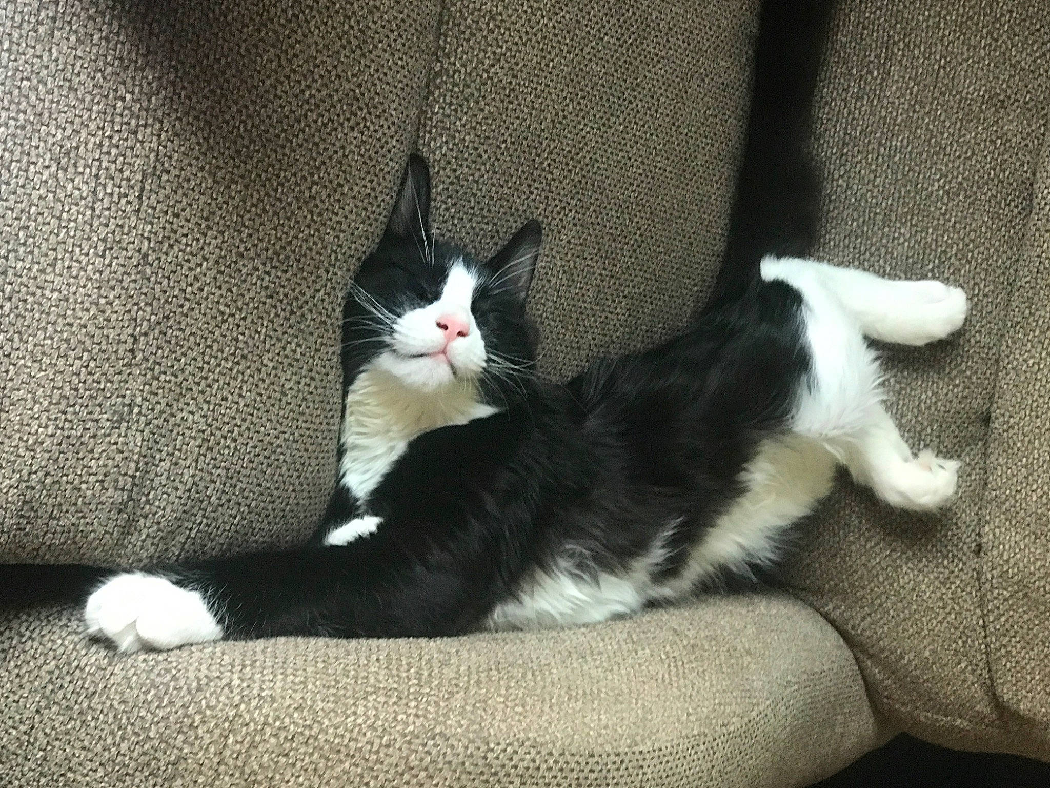 Arnold joined the competition — help win amazing prizes! black_cat, carnivore, cat, claw, comfort, domestic_short_haired_cat, felidae, foot, fur, grey, human_leg, lap, paw, sitting, small_to_medium_sized_cats, snout, tail, thigh, whiskers, window