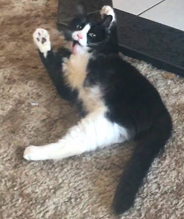 Arnold joined the competition — help win amazing prizes! carnivore, cat, claw, comfort, dog_breed, domestic_short_haired_cat, felidae, flooring, foot, formal_wear, fur, paw, sitting, small_to_medium_sized_cats, tail, terrestrial_animal, whiskers, wood