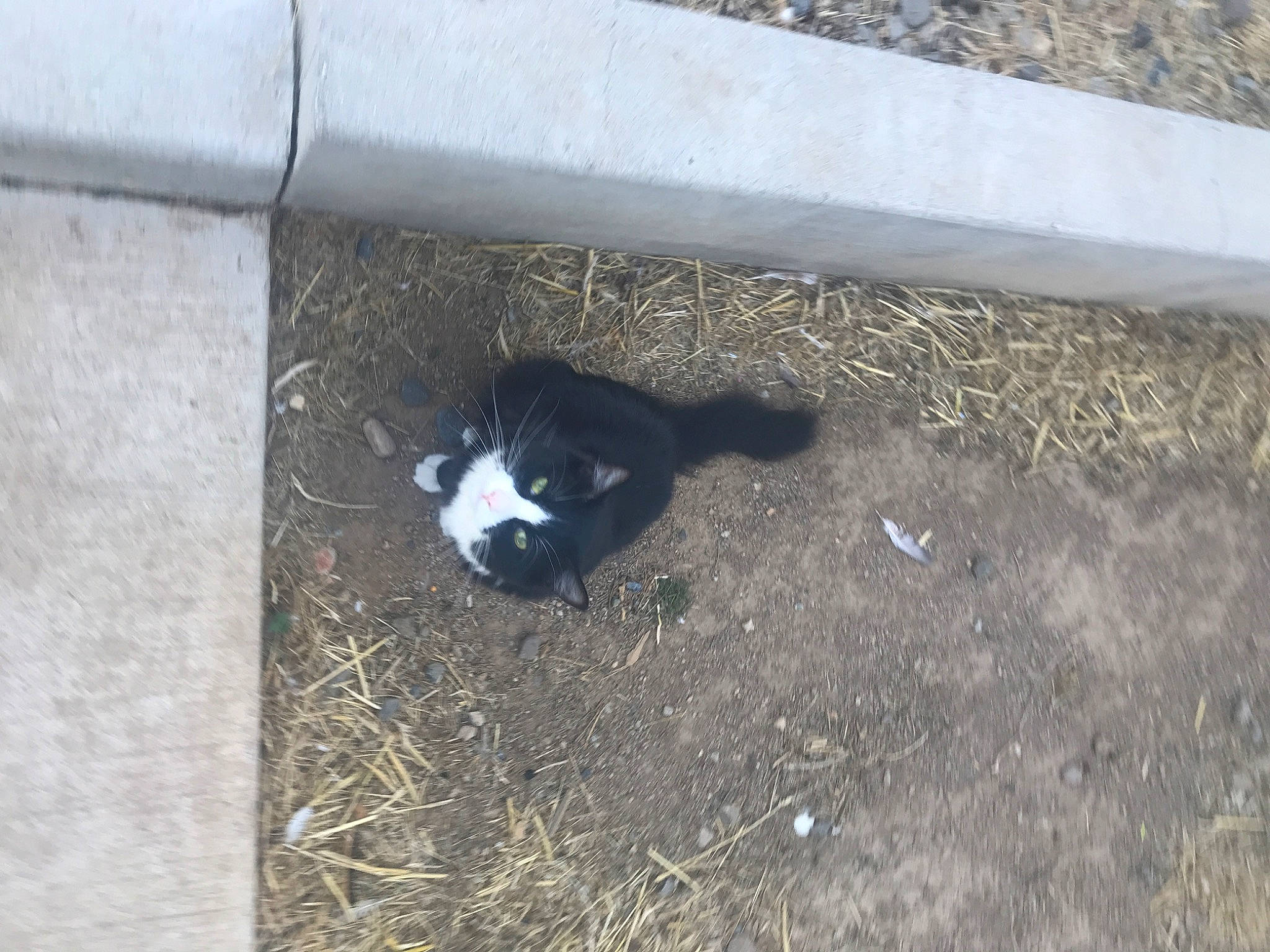 Arnold joined the competition — help win amazing prizes! canidae, carnivore, cat, concrete, dog_breed, felidae, fur, grass, mammal, road_surface, small_to_medium_sized_cats, snout, soil, sporting_group, tail, terrestrial_animal, vertebrate, whiskers