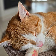 Léon participe au concours pour gagner de l'argent avec cette photo : cat, sleeping, paw, pink_paw_pads, ginger_cat, white_fur, close_up, fur, cozy, resting, indoor, pet, animal, cute, relaxed, soft_texture, whiskers, blurred_background, nap, peaceful