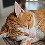 cat, sleeping, paw, pink_paw_pads, ginger_cat, white_fur, close_up, fur, cozy, resting, indoor, pet, animal, cute, relaxed, soft_texture, whiskers, blurred_background, nap, peaceful