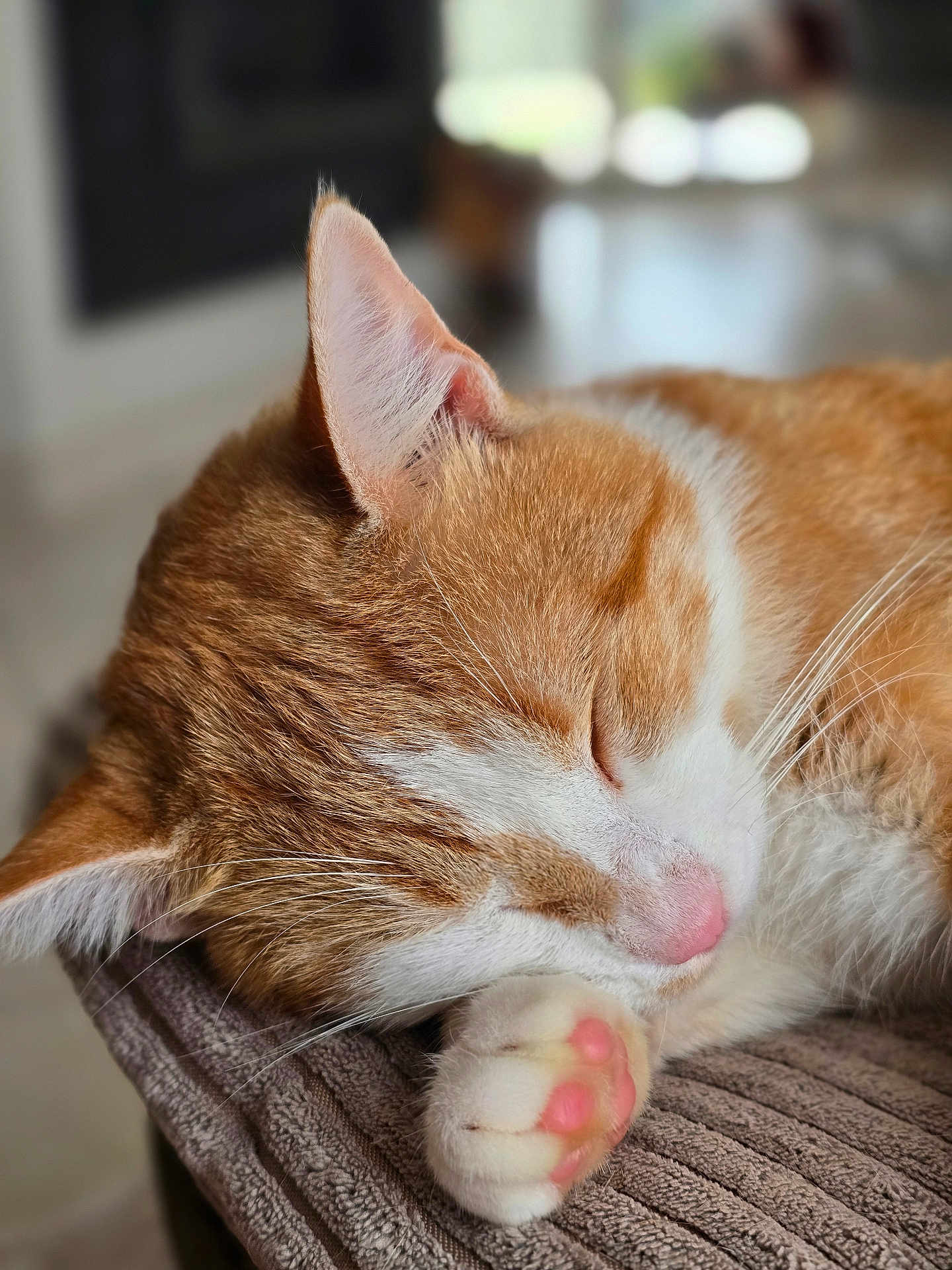 Léon participe au concours pour gagner de l'argent avec cette photo : cat, sleeping, paw, pink_paw_pads, ginger_cat, white_fur, close_up, fur, cozy, resting, indoor, pet, animal, cute, relaxed, soft_texture, whiskers, blurred_background, nap, peaceful