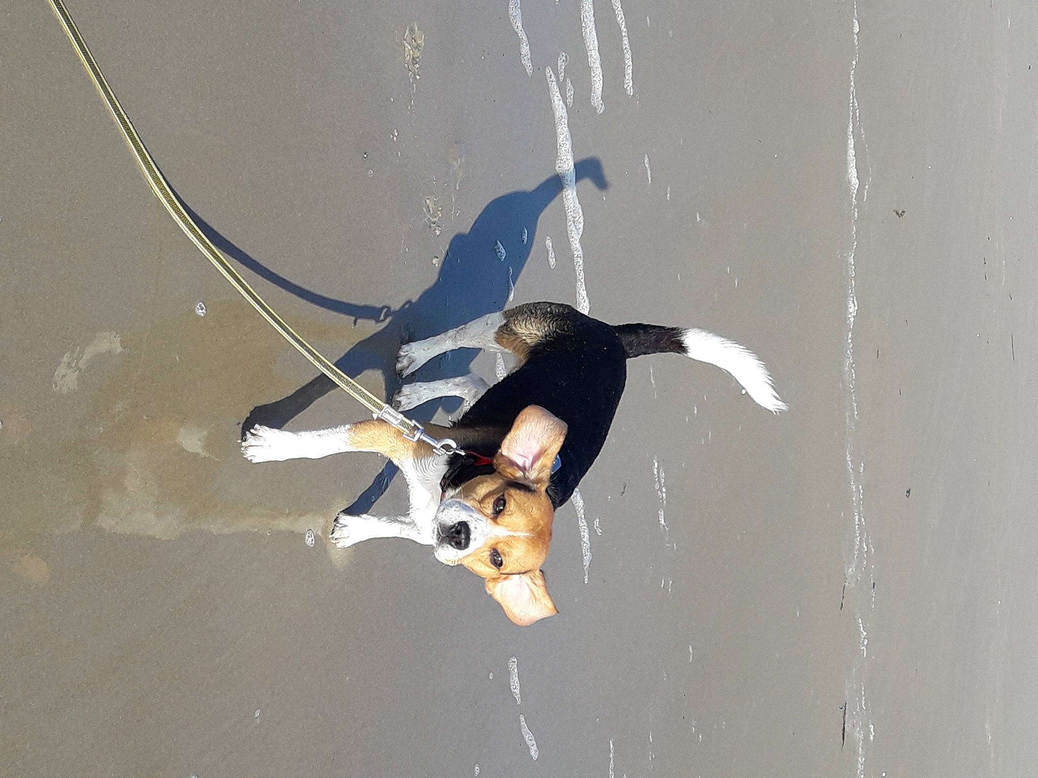 Newton a rejoint le concours — aidez-le/la à gagner de superbes lots ! adventure, electric_blue, entertainment, event, extreme_sport, font, fun, graphics, landscape, leisure, performance, performing_arts, recreation, rope, shadow, slope, wing