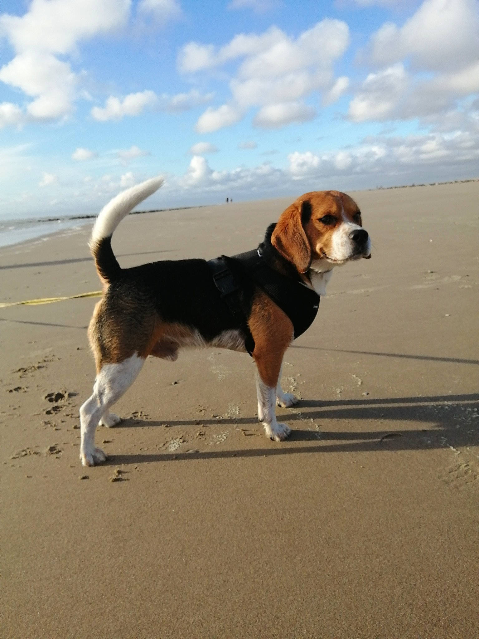 Newton participe au concours pour gagner de l'argent avec cette photo : beach, beagle, carnivore, cloud, collar, companion_dog, dog, dog_breed, dog_collar, horizon, hound, landscape, leash, ocean, pet_supply, scent_hound, sky, sporting_group, tail, working_dog