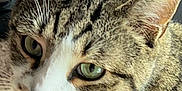 Marvel joined the competition — help win amazing prizes! cat, tabby_cat, close_up, green_eyes, whiskers, tongue_out, indoor, sunlight, fur, pet, animal, cute, relaxed, face, ears, nose, domestic_cat, mammal, portrait, feline