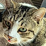 cat, tabby_cat, close_up, green_eyes, whiskers, tongue_out, indoor, sunlight, fur, pet, animal, cute, relaxed, face, ears, nose, domestic_cat, mammal, portrait, feline