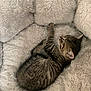 kitten, cat, sleeping, tabby, fur, pet, animal, cozy, plush, bed, resting, cute, small, feline, indoor, soft, relaxation, fluffy, comfort, nap