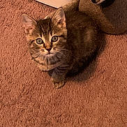 Daisy joined the competition — help win amazing prizes! kitten, cat, tabby, pet, carpet, indoor, fur, whiskers, cute, small, animal, looking_up, brown, soft, stuffed_animal, cozy, curious, young, feline, domestic