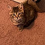 kitten, cat, tabby, pet, carpet, indoor, fur, whiskers, cute, small, animal, looking_up, brown, soft, stuffed_animal, cozy, curious, young, feline, domestic