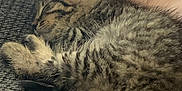 Daisy is registered to the contest to win money with this photo: kitten, cat, sleeping, tabby, fur, paw, foot, couch, texture, closeup, pet, cozy, resting, indoor, animal, cute, young, feline, soft, relaxation