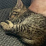 kitten, cat, sleeping, tabby, fur, paw, foot, couch, texture, closeup, pet, cozy, resting, indoor, animal, cute, young, feline, soft, relaxation