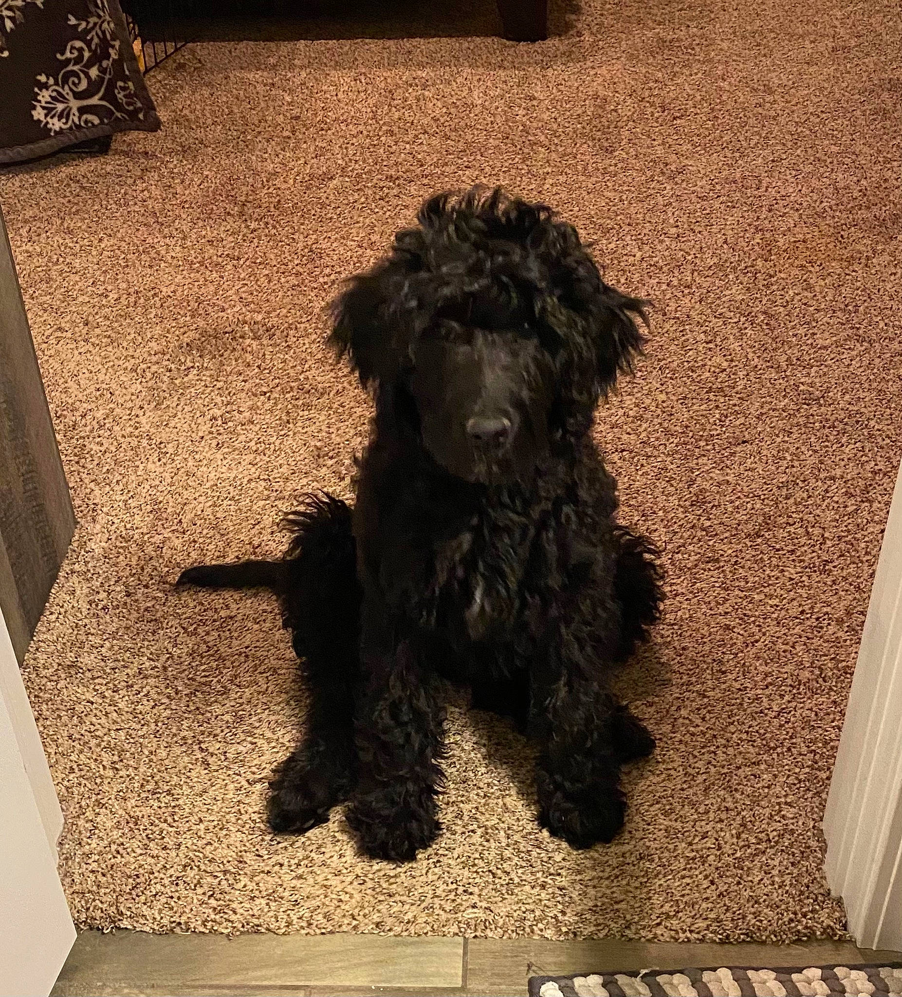 Belle joined the competition — help win amazing prizes! canidae, carnivore, companion_dog, dog, dog_breed, flooring, fur, labradoodle, liver, non_sporting_group, poodle, poodle_crossbreed, small_terrier, snout, sporting_group, terrier, toy_dog, water_dog, working_animal, yorkipoo