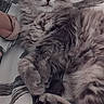 Niffty a rejoint le concours — aidez-le/la à gagner de superbes lots ! cat, kitten, tabby, gray_fur, fluffy, long_hair, wide_eyes, whiskers, ears, paws, tail, lying_down, relaxed, playful, indoor, bed, blanket, bedroom, pet, portrait
