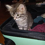 Niffty participe au concours pour gagner de l'argent avec cette photo : kitten, cat, gray_fur, fluffy, animal, pet, whiskers, ears, eyes, sitting, suitcase, luggage, clothing, shoes, indoors, wood_floor, travel, portrait, cute, curious