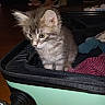 kitten, cat, gray_fur, fluffy, animal, pet, whiskers, ears, eyes, sitting, suitcase, luggage, clothing, shoes, indoors, wood_floor, travel, portrait, cute, curious