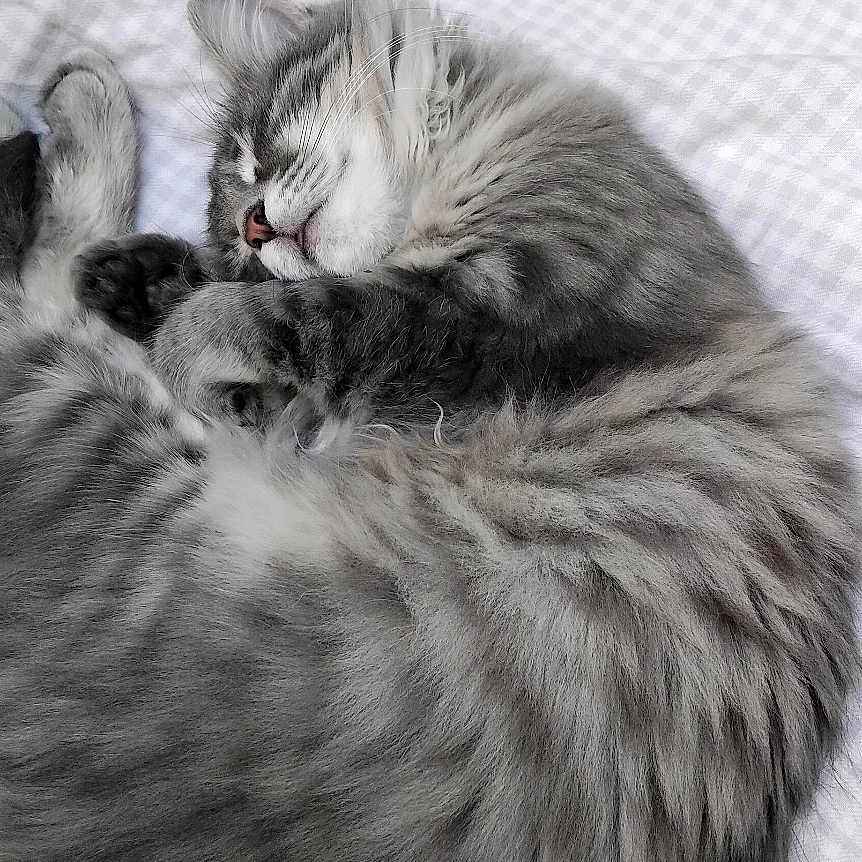 Niffty participe au concours pour gagner de l'argent avec cette photo : cat, tabby_cat, gray_fur, fluffy, sleeping, curled_up, pet, animal, whiskers, ears, paws, tail, fur, bed, bedspread, checkered_pattern, indoor, cozy, close_up, adorable