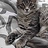 cat, kitten, gray_fur, fluffy, sitting, portrait, animal, pet, whiskers, ears, eyes, paws, tail, bed, bedding, patterned_fabric, houseplant, indoors, home, cute