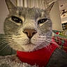 Cherry joined the competition — help win amazing prizes! animal, blurred_background, cat, close_up, couch, cozy, feline, grey_cat, home, indoor, living_room, nose, person, pet, portrait, red_sweater, relaxed, soft_lighting, whiskers