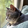 Cherry joined the competition — help win amazing prizes! animal_portrait, blanket, cat, close_up, cozy, curtains, domestic_animal, feline, focused_gaze, gray_cat, indoor, nature_background, pet, relaxed, resting, side_view, soft_light, whiskers, white_paws, window