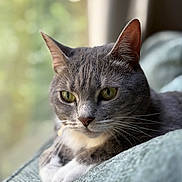 Cherry joined the competition — help win amazing prizes! animal, blanket, cat, close_up, cozy, cute, domestic_cat, feline, fur, gray_cat, green_eyes, indoor, pet, portrait, relaxed, resting, side_view, soft_light, whiskers, window_light