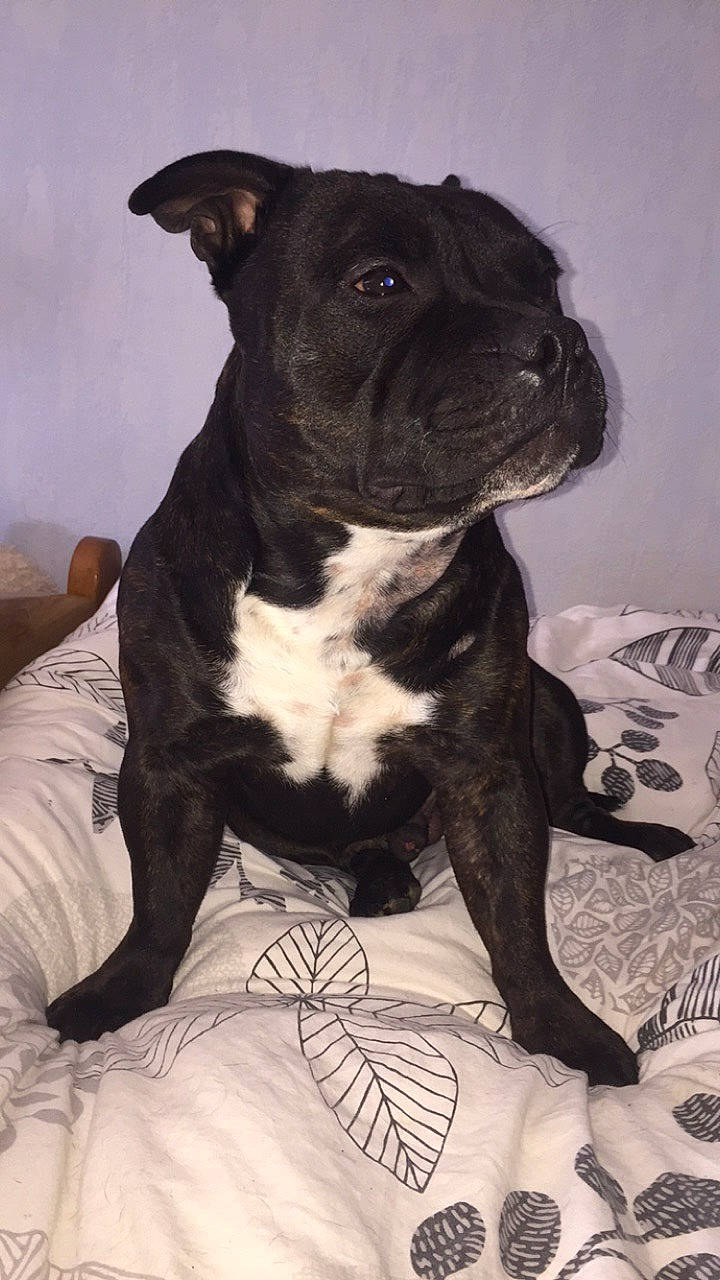 Ayko participe au concours pour gagner de l'argent avec cette photo : american_pit_bull_terrier, american_staffordshire_terrier, bull_and_terrier, canidae, carnivore, companion_dog, dog, dog_breed, fawn, mammal, molosser, non_sporting_group, pit_bull, rare_breed_dog, snout, sporting_group, staffordshire_bull_terrier, vertebrate