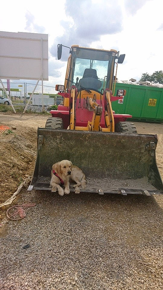 Couscous a rejoint le concours — aidez-le/la à gagner de superbes lots ! agricultural_machinery, asphalt, bulldozer, car, compactor, construction_equipment, grass, machine, plant, plough, soil, tractor, tree, vehicle