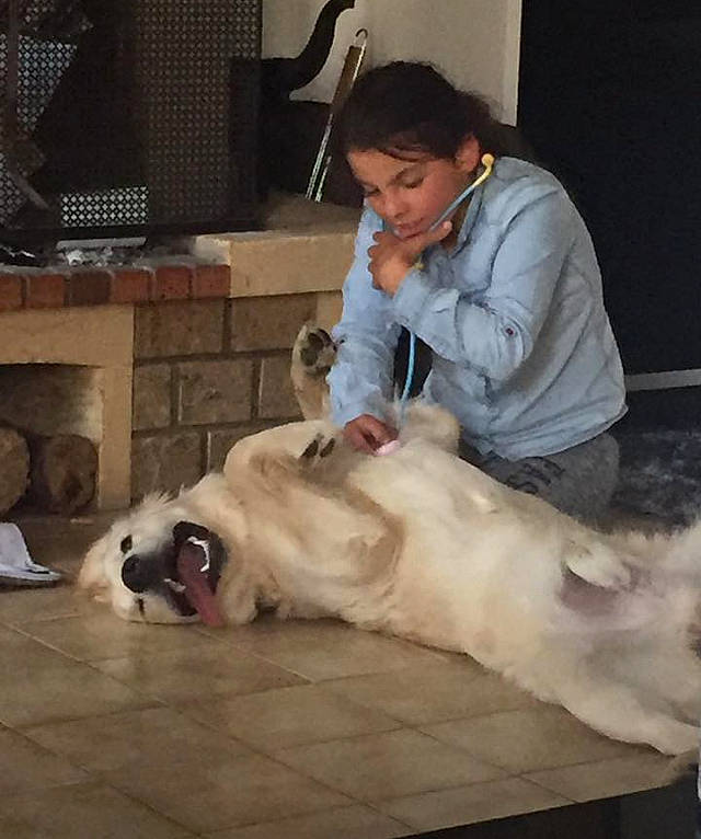 Couscous a rejoint le concours — aidez-le/la à gagner de superbes lots ! ancient_dog_breeds, canidae, carnivore, central_asian_shepherd_dog, companion_dog, dog, dog_breed, fawn, non_sporting_group, sporting_group