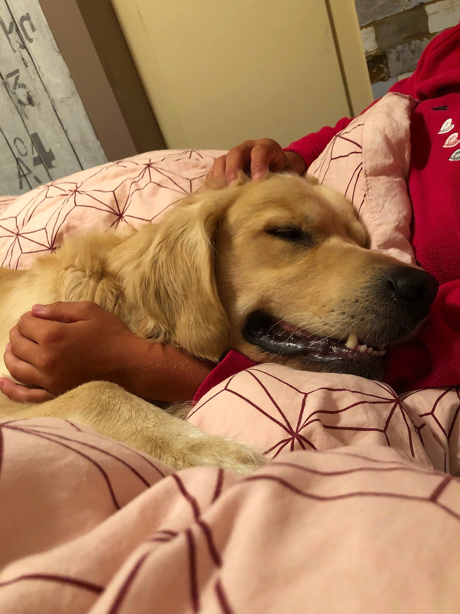 Couscous a rejoint le concours — aidez-le/la à gagner de superbes lots ! canidae, carnivore, companion_dog, dog, dog_breed, fawn, labrador_retriever, nap, retriever, snout, sporting_group