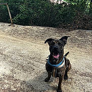 Gizmo participe au concours pour gagner de l'argent avec cette photo : dog, brindle, sitting, collar, harness, dirt_path, outdoor, greenery, bushes, happy, pet, canine, animal, nature, daytime, ears_up, tongue_out, smiling, looking_up, adventure