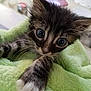 Marco is registered to the contest to win money with this photo: kitten, cat, paw, fur, whiskers, blanket, soft, cute, pet, animal, indoor, closeup, young, feline, sleepy, cozy, curious, tabby, ears, small