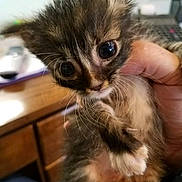 Marco joined the competition — help win amazing prizes! kitten, cat, pet, animal, furry, cute, closeup, indoor, hand, holding, whiskers, fur, eyes, young, mammal, domestic, adorable, small, face, tabby