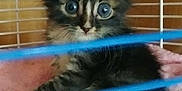 Marco joined the competition — help win amazing prizes! kitten, cat, cage, blue_bars, fur, eyes, pet, animal, indoor, wooden_background, blanket, cute, small, young, feline, tabby, sitting, looking, cozy, domestic