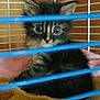 animal, blanket, blue_bars, cage, cat, cozy, cute, domestic, eyes, feline, fur, indoor, kitten, looking, pet, sitting, small, tabby, wooden_background, young