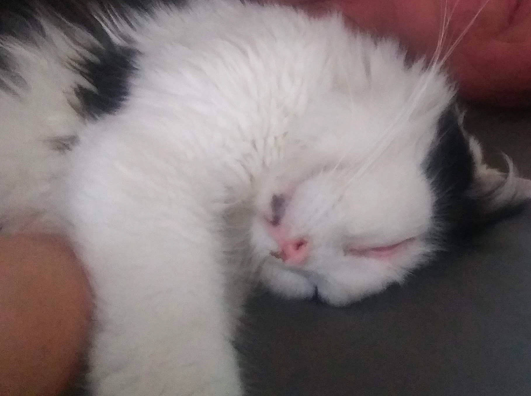 Pigpen joined the competition — help win amazing prizes! carnivore, cat, claw, comfort, felidae, foot, fur, paw, small_to_medium_sized_cats, snout, tail, whiskers