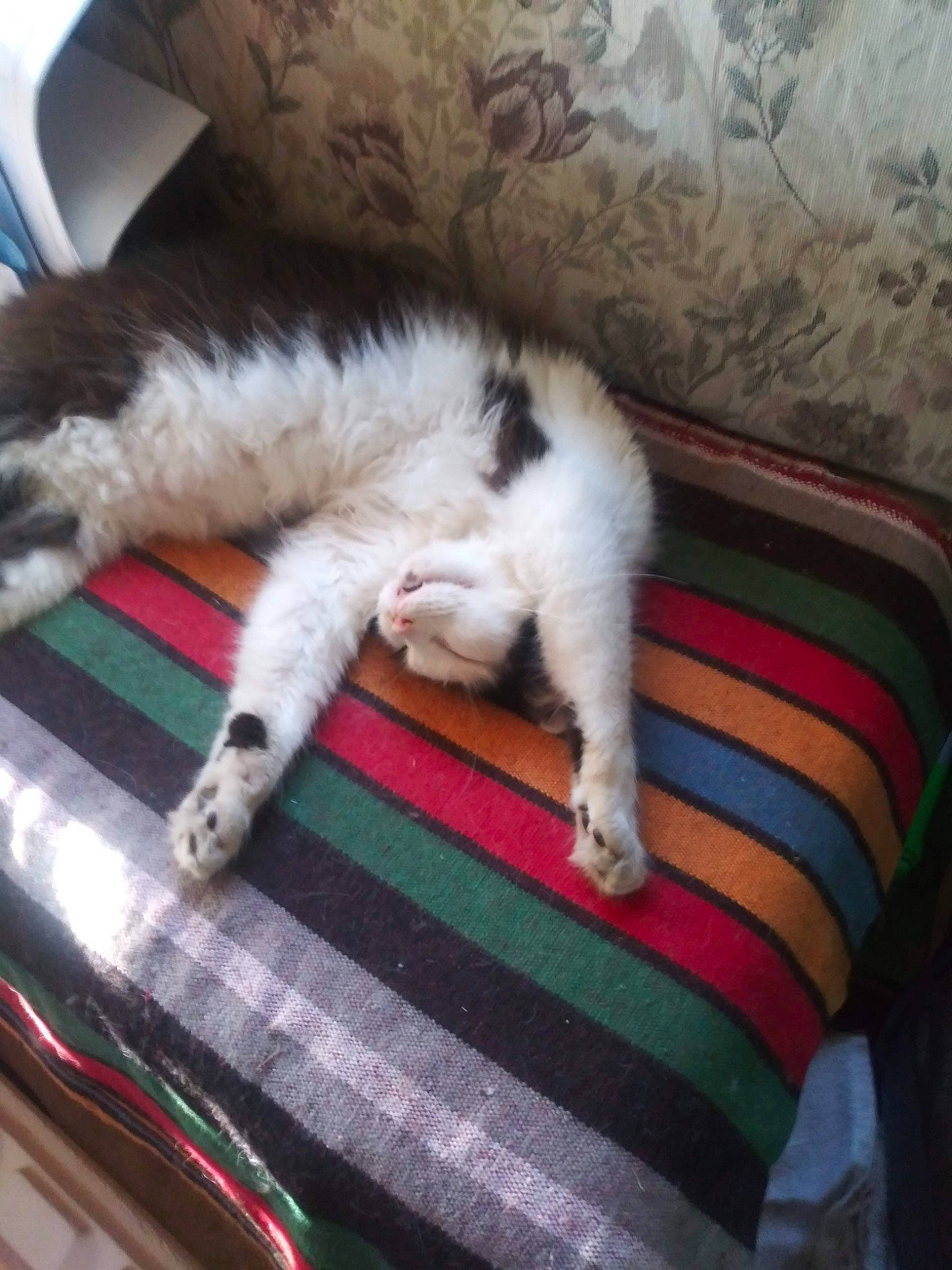 Pigpen is registered to the contest to win money with this photo: carnivore, carpet, cat, cloud, comfort, companion_dog, couch, domestic_short_haired_cat, felidae, floor, flooring, fur, furniture, hardwood, linens, room, small_to_medium_sized_cats, tail, whiskers, wood