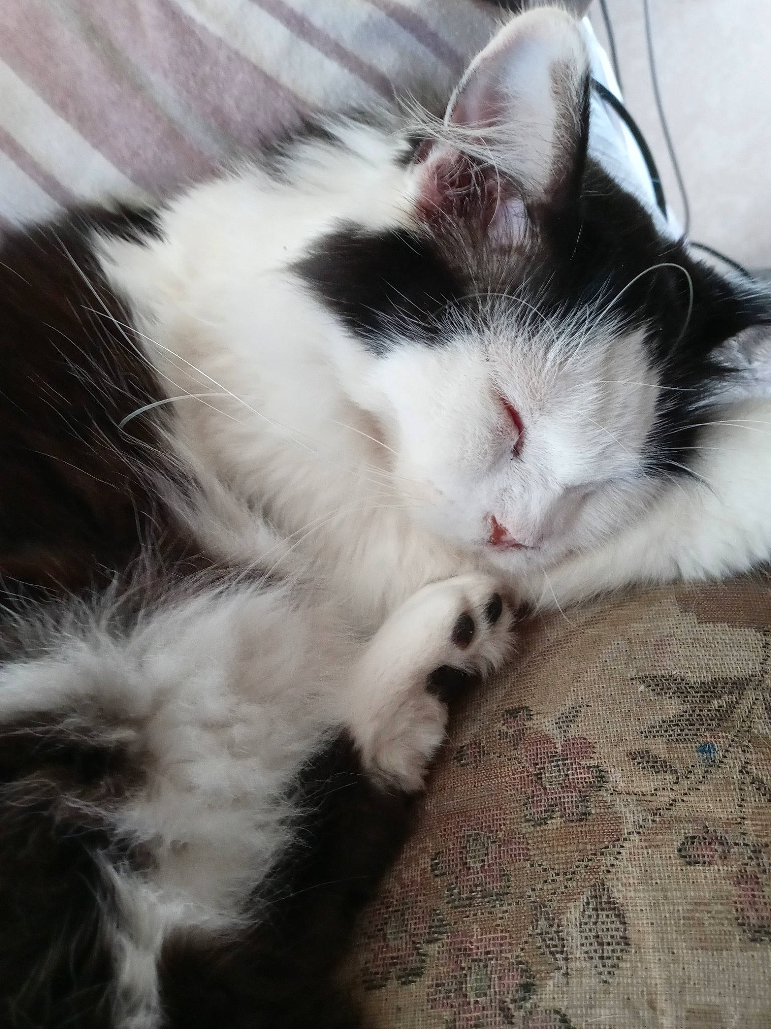 Pigpen is registered to the contest to win money with this photo: carnivore, cat, claw, cloud, comfort, domestic_short_haired_cat, felidae, foot, fur, metal, nap, paw, sleep, small_to_medium_sized_cats, snout, tail, whiskers