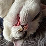 Latte joined the competition — help win amazing prizes! cat, close_up, tongue_out, white_cat, gray_cat, whiskers, nose, fur, pet, animal, relaxed, lying_down, fluffy, cute, sleepy, indoor, soft_texture, playful, face, portrait