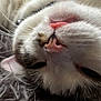 Latte joined the competition — help win amazing prizes! cat, closeup, feline, tongue, whiskers, fur, pet, cute, relaxed, sleeping, animal, face, nose, ear, soft, texture, blanket, cozy, domestic, indoor