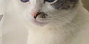 Latte is registered to the contest to win money with this photo: cat, close_up, blue_eyes, white_fur, tabby_markings, pet, indoor, window_light, whiskers, feline, animal, cute, domestic_cat, soft_light, portrait, curious, calm, face, ears, nose