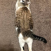 Latte is registered to the contest to win money with this photo: cat, blue_eyes, carpet, feline, pet, fur, whiskers, tail, lying_down, looking_back, cute, domestic_animal, indoor, mammal, animal, relaxed, paws, tabby, white_fur, striped_tail
