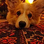 dog, pet, carpet, close_up, indoor, cozy, fluffy, animal, lying_down, warm_lighting, brown, white, nose, ears, pattern, soft_focus, background_blur, cute, domestic_animal, portrait