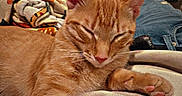 Goose joined the competition — help win amazing prizes! cat, orange_cat, sleepy, lying_down, paw, whiskers, ears, fur, pet, indoors, cozy, cushion, blanket, jeans, boots, television, living_room, relaxed, close_up, portrait