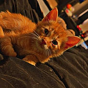 Goose is registered to the contest to win money with this photo: cat, kitten, orange_cat, fluffy, fur, whiskers, ears, eyes, pet, animal, cute, portrait, close_up, lying_down, blanket, bed, indoors, warm_lighting, cozy, playful