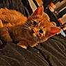 cat, kitten, orange_cat, fluffy, fur, whiskers, ears, eyes, pet, animal, cute, portrait, close_up, lying_down, blanket, bed, indoors, warm_lighting, cozy, playful